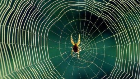 Örümcekler Neden Evlerde Yaşar?