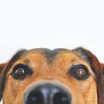 Köpeklerde Kanser Semptomları Nelerdir?
