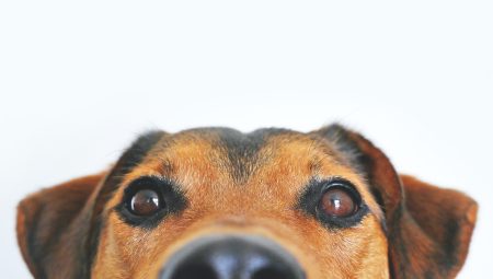 Köpeklerde Kanser Semptomları Nelerdir?